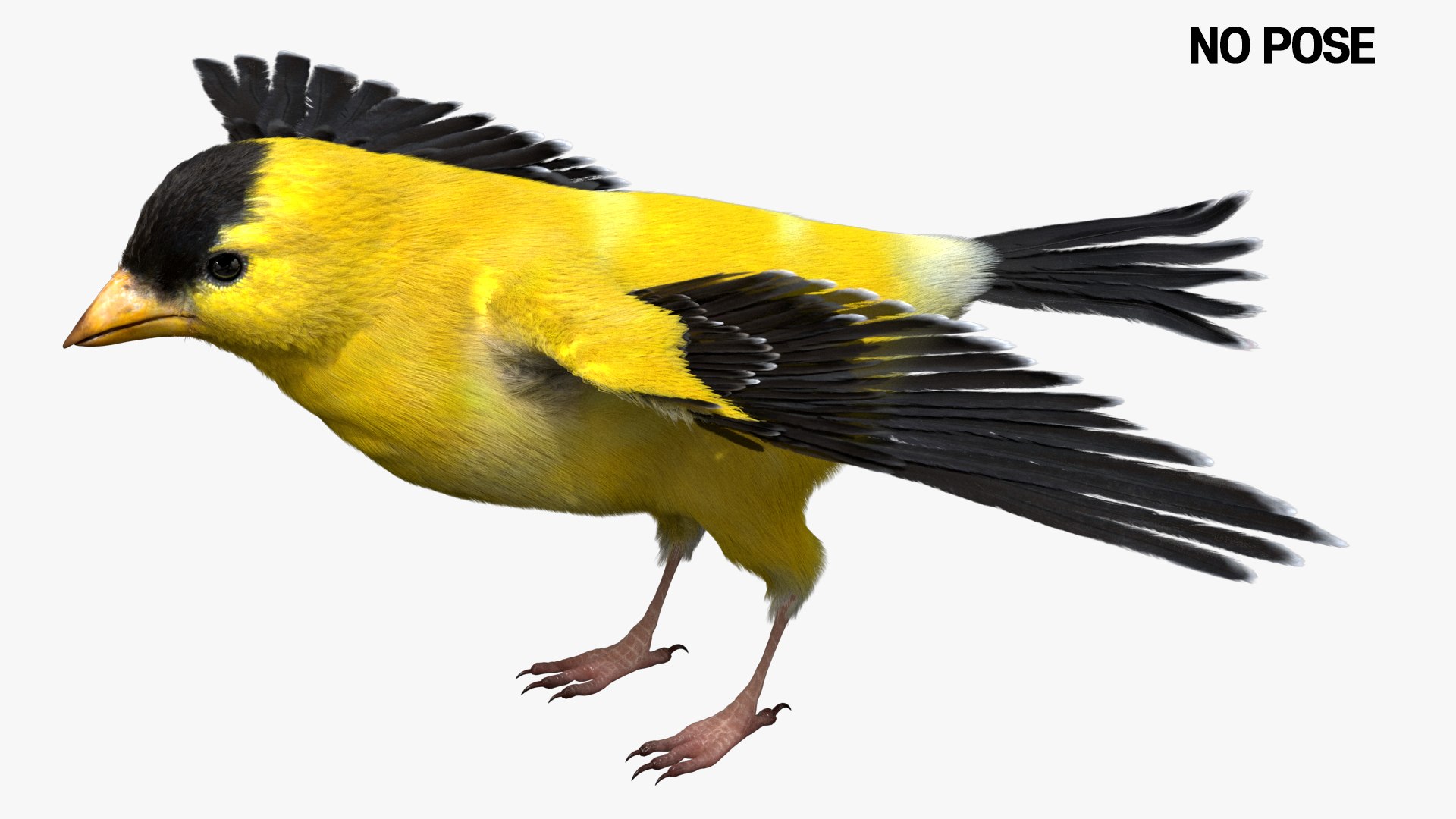 3D model bird anatomy crow https://p.turbosquid.com/ts-thumb/7Y/a16R6H/n1ZOBNBU/03/jpg/1584611821/1920x1080/fit_q87/43dc64bcc692adfb8c28b8e61b45e183d56081fa/03.jpg