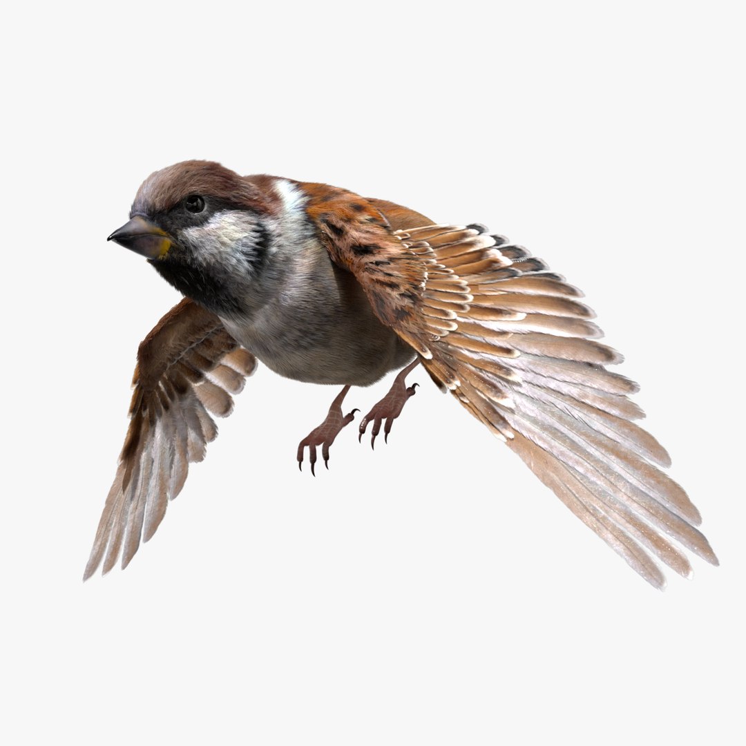 3D model bird anatomy crow https://p.turbosquid.com/ts-thumb/7Y/a16R6H/pDfAJqnz/01/jpg/1584611505/1920x1080/fit_q87/6cb117845b116f3312a564708cf0c4e047775282/01.jpg