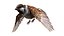 Bird Fur Collection