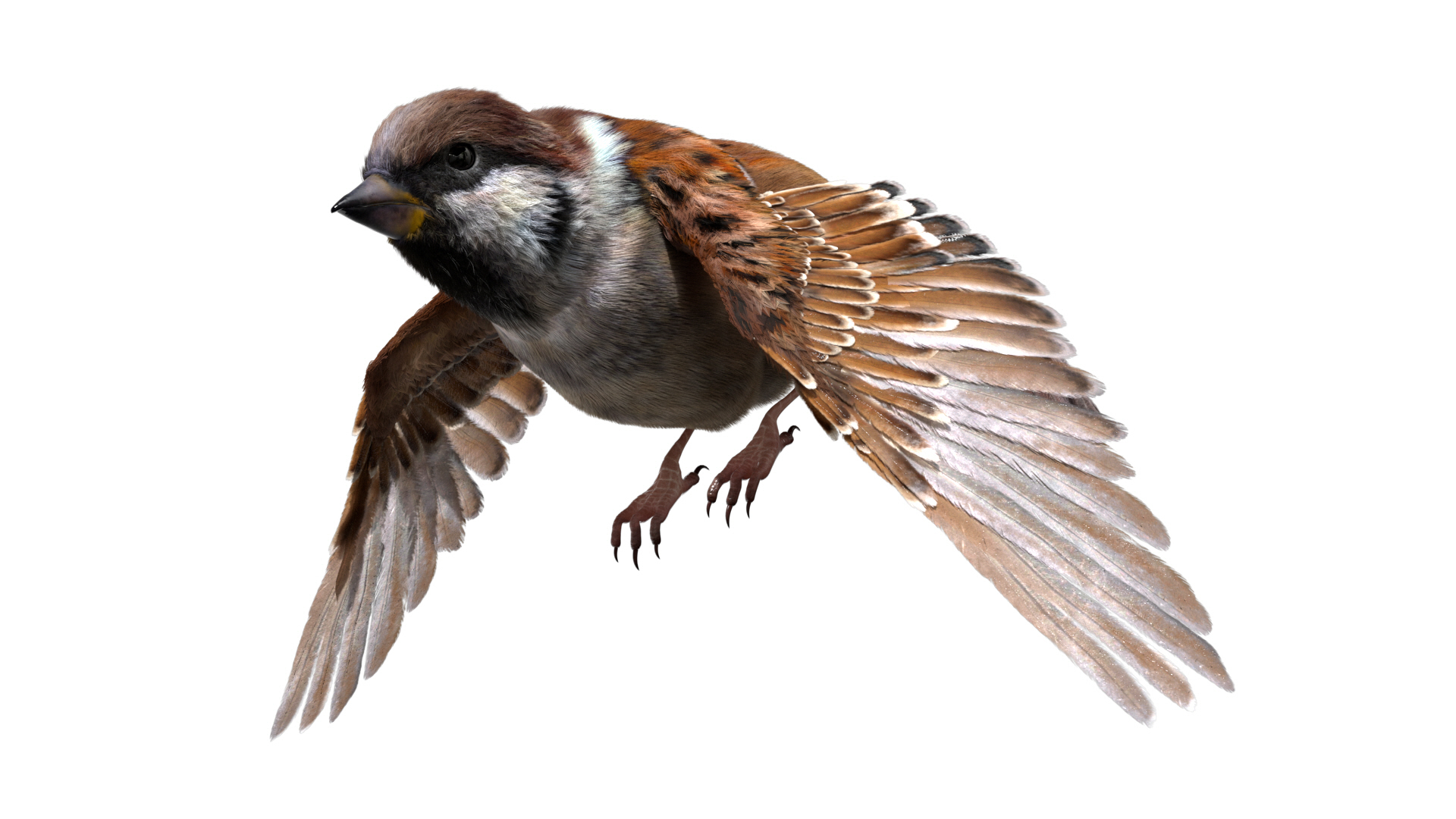 3D model bird anatomy crow https://p.turbosquid.com/ts-thumb/7Y/a16R6H/pE65jxgy/asiansparrow/jpg/1584611537/1920x1080/turn_fit_q99/adc01f8b56a58b291abae9b198ce897e013dbf25/asiansparrow-1.jpg