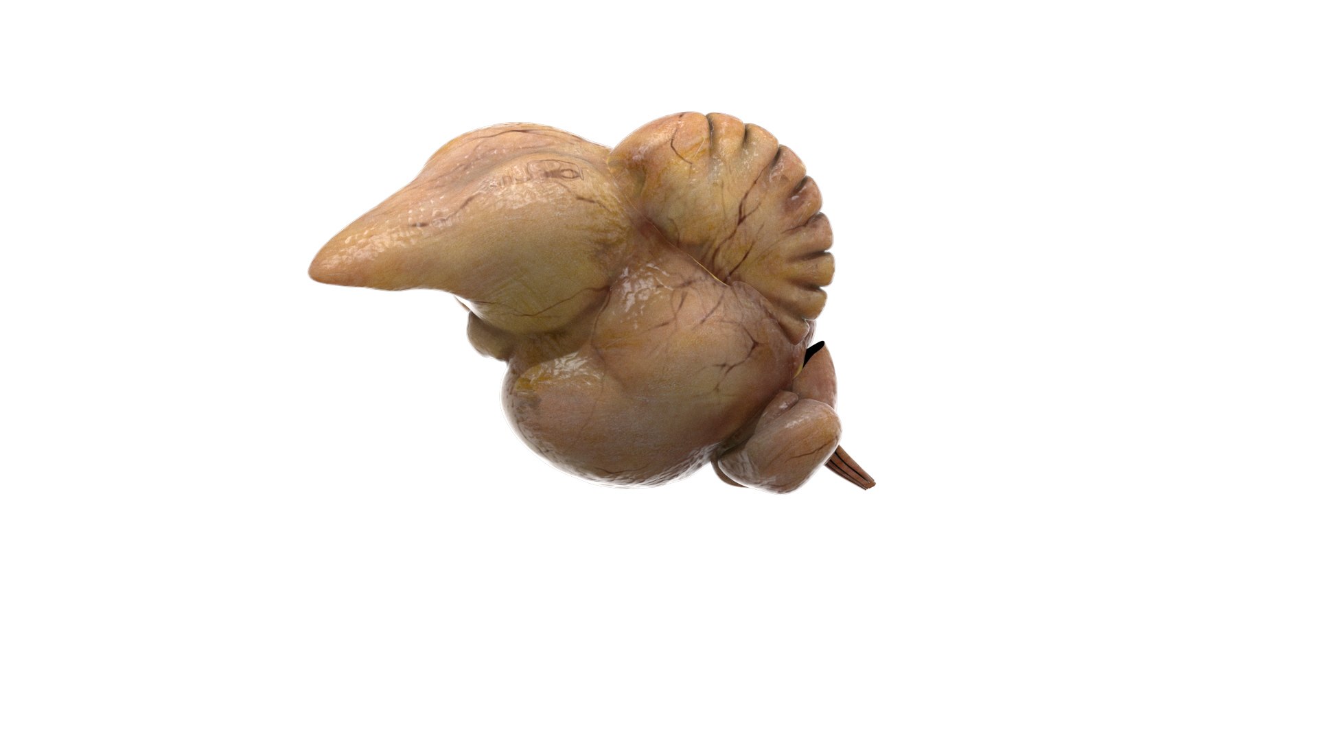 3D model bird anatomy crow https://p.turbosquid.com/ts-thumb/7Y/a16R6H/qHXmySOF/22/jpg/1584612709/1920x1080/fit_q87/ea98972801086c01464795151ed96d5215e076c0/22.jpg