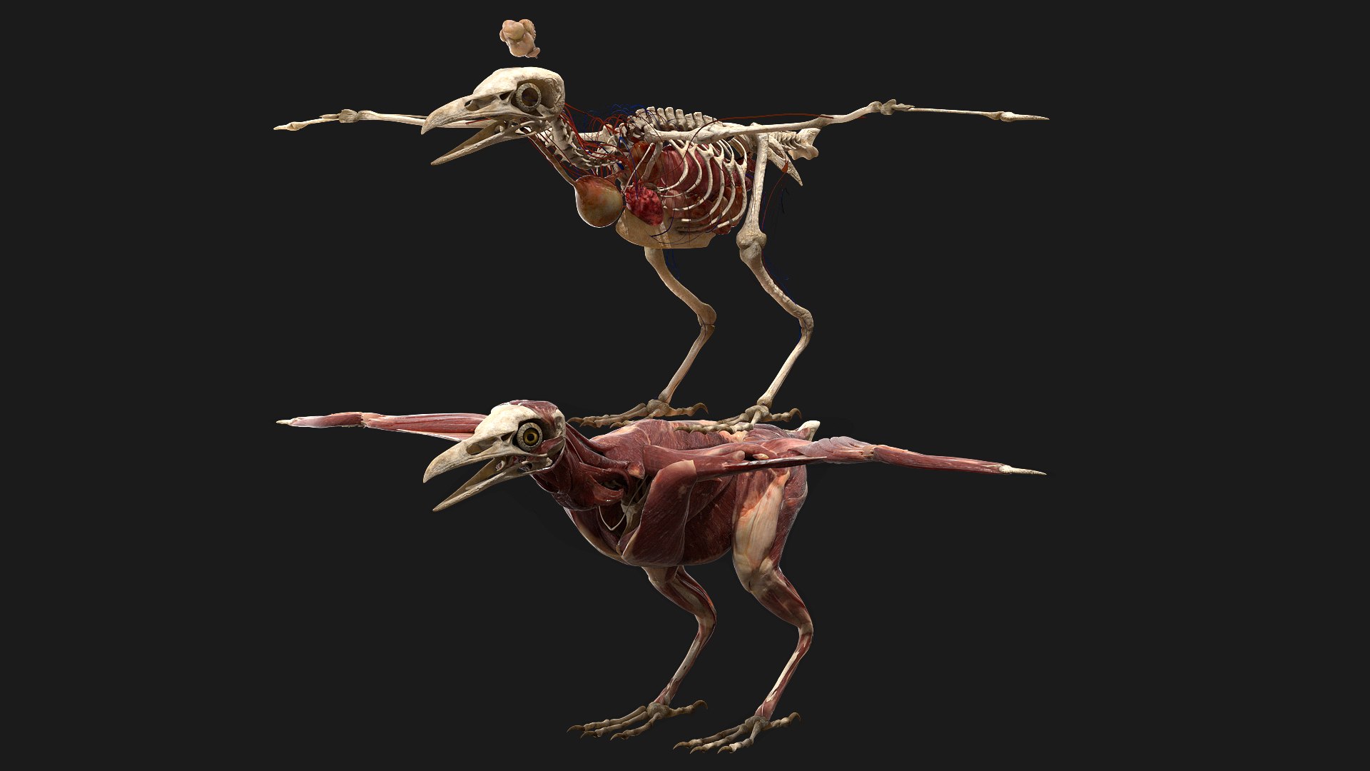 3D model bird anatomy crow https://p.turbosquid.com/ts-thumb/7Y/a16R6H/w181rzMb/02/jpg/1584612709/1920x1080/fit_q87/79b63431c3a140df75a5b1f3dda06e972306d8e0/02.jpg