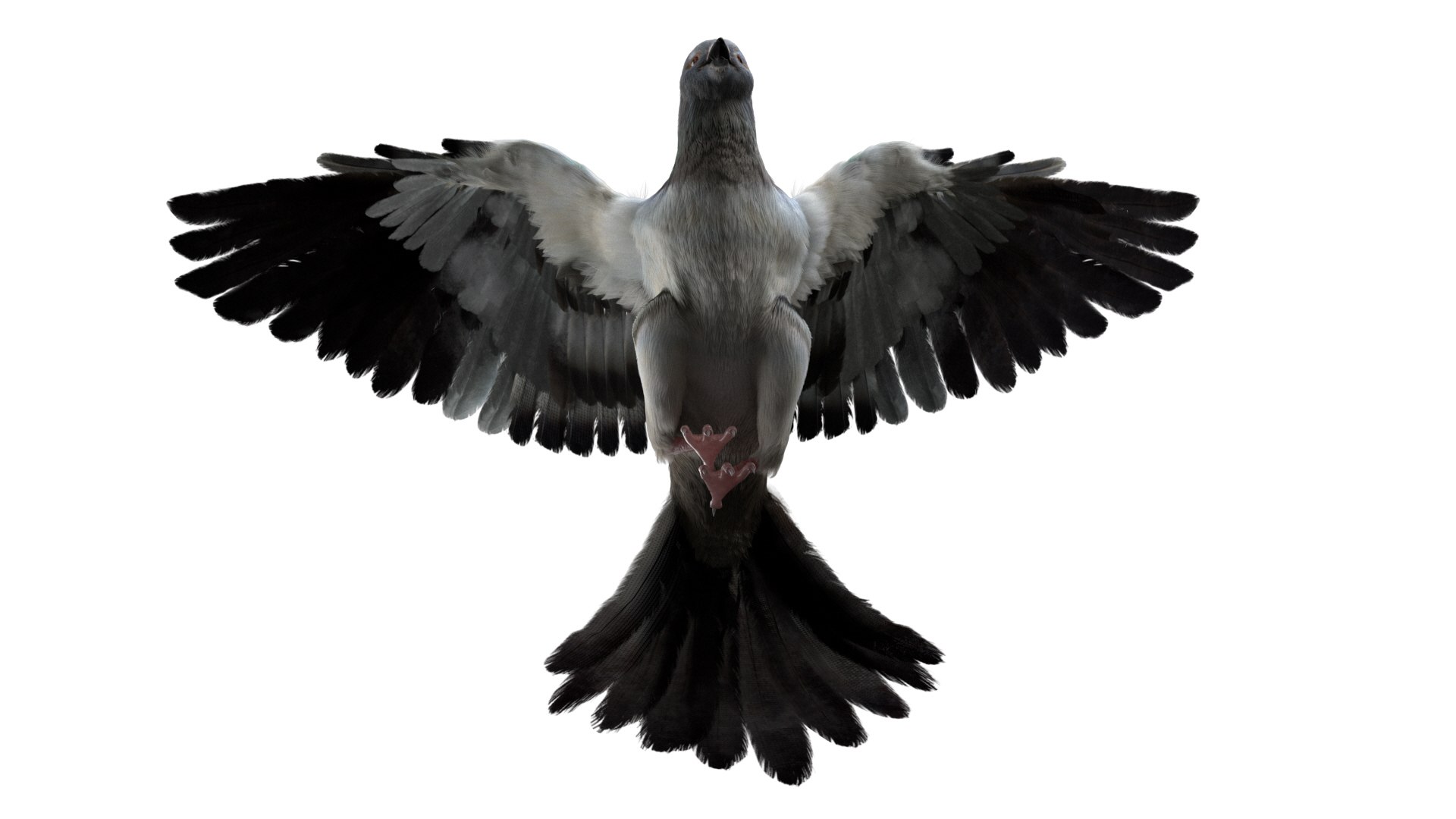 3D model bird anatomy crow https://p.turbosquid.com/ts-thumb/7Y/a16R6H/w8SBxKQV/08/jpg/1584611728/1920x1080/fit_q87/01edef5169993354593e02f8b04f3d04a6ea147d/08.jpg