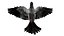 Bird Fur Collection