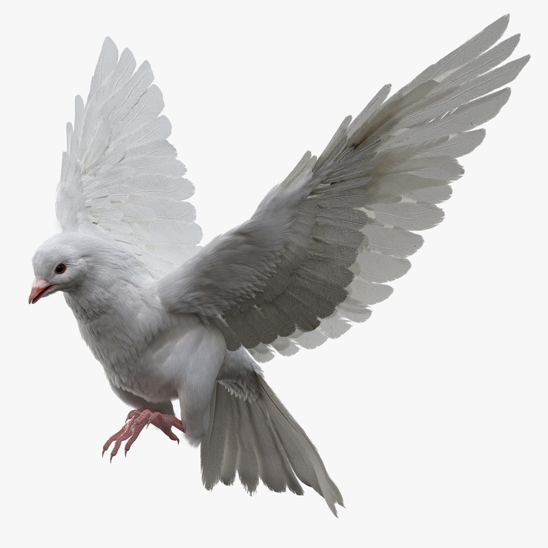 3D model bird anatomy crow https://p.turbosquid.com/ts-thumb/7Y/a16R6H/wSst3EQH/01/jpg/1584611689/1920x1080/fit_q87/c001fab7b5e449818a9f6e9d91cf93cba2ea6652/01.jpg