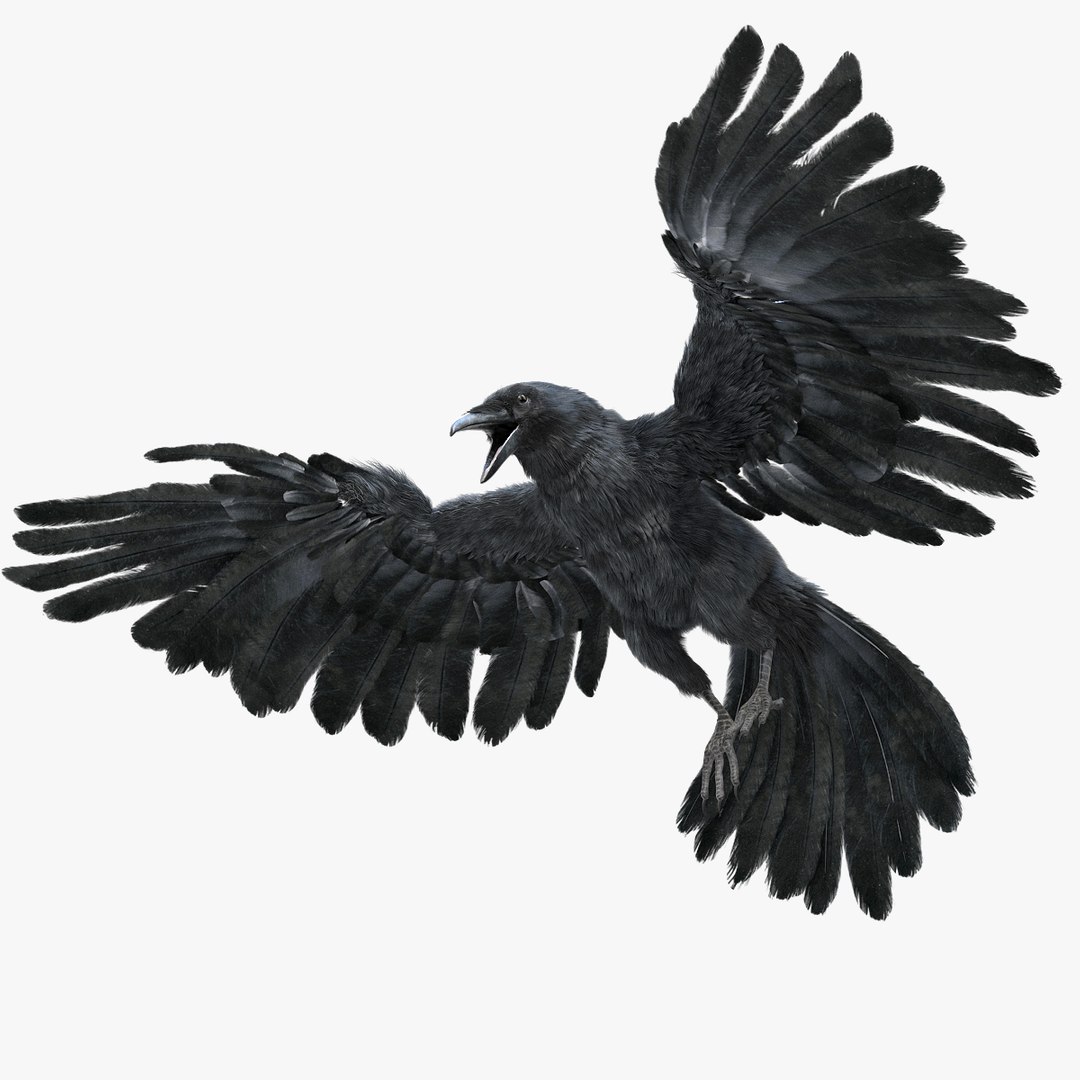 3D model bird anatomy crow https://p.turbosquid.com/ts-thumb/7Y/a16R6H/xON2tzuZ/01/jpg/1584611612/1920x1080/fit_q87/fc07e4ecd1177fed7705017faddcac527791ee28/01.jpg