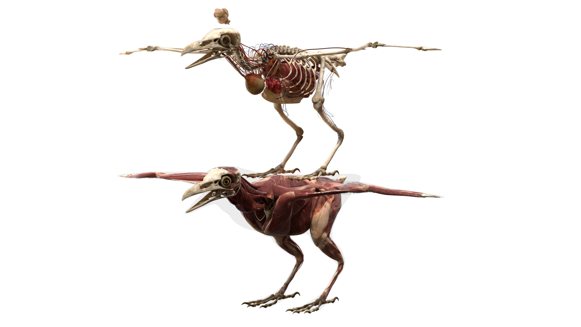 3D model bird anatomy crow https://p.turbosquid.com/ts-thumb/7Y/a16R6H/xjJocHoV/anatomy/jpg/1584612725/1920x1080/turn_fit_q99/197653ab82881016d6e0c54eb428e58cfba2cace/anatomy-1.jpg