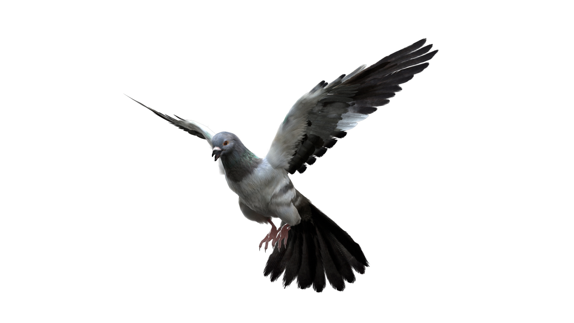 3D model bird anatomy crow https://p.turbosquid.com/ts-thumb/7Y/a16R6H/xs7GbD1d/graydove/jpg/1584611715/1920x1080/turn_fit_q99/cc8da165b5650e407a81122f972f0fd89f3f81ea/graydove-1.jpg