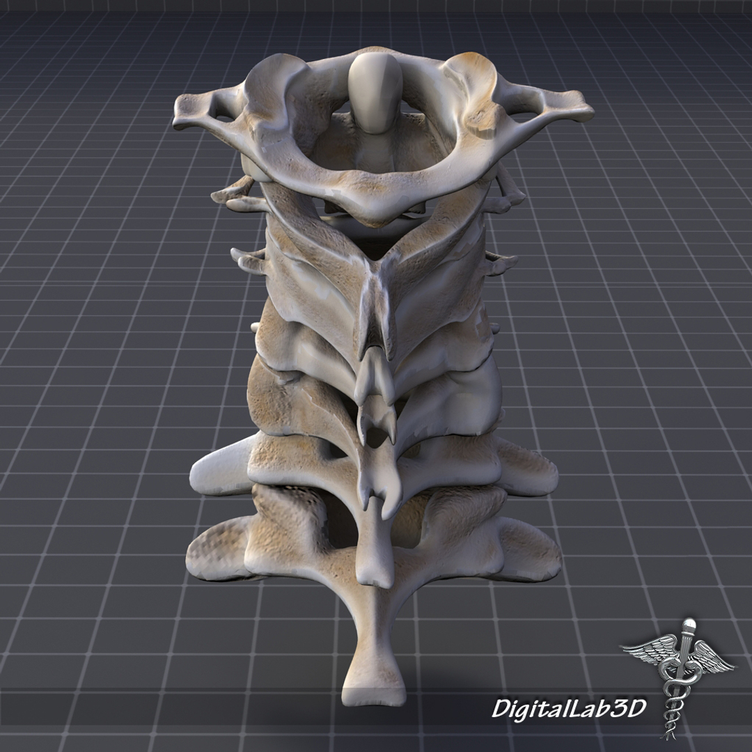 3 д строение. Атлант позвонок 3д. Шейные позвонки 3д. 3д анатомия позвонки. Вертебра 3д модель.