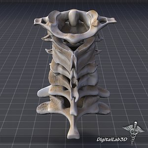 Human Cervical Vertebrae