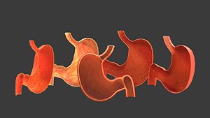 Stomach Human anatomy Cross section Lowpoly AR VR mobile