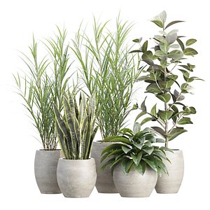 Indoor Pot Plants 529 3D Plant Model 3D