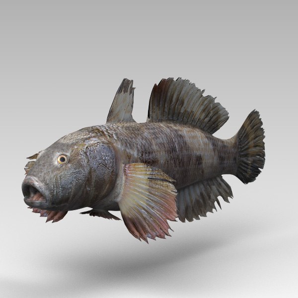 gobies cheetah3d 3d model