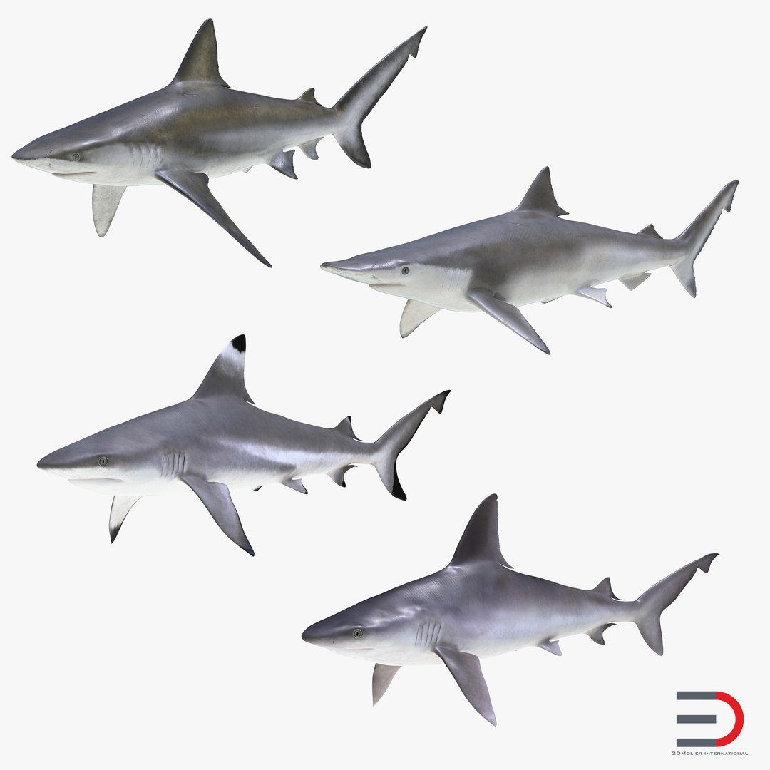 Sharks 3D Models Collection 7 3D model preview