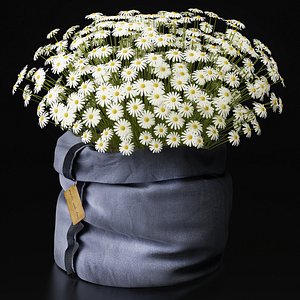 chamomile arrangement 3d model