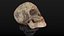 Human Skull Low Poly
