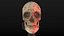 Human Skull Low Poly