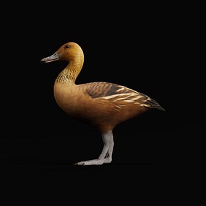 Fulvous Whistling Duck