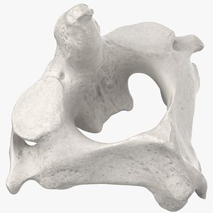 cervical vertebrae c2 axis 3D model