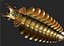 Anomalocaris