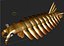 Anomalocaris