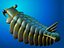 Anomalocaris
