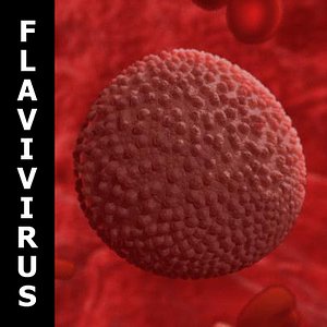 SSS Flavivirus