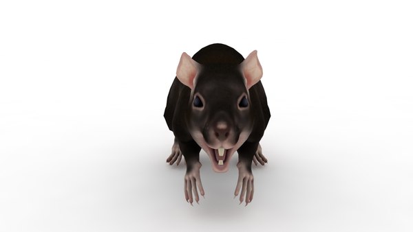 3D Black rat model