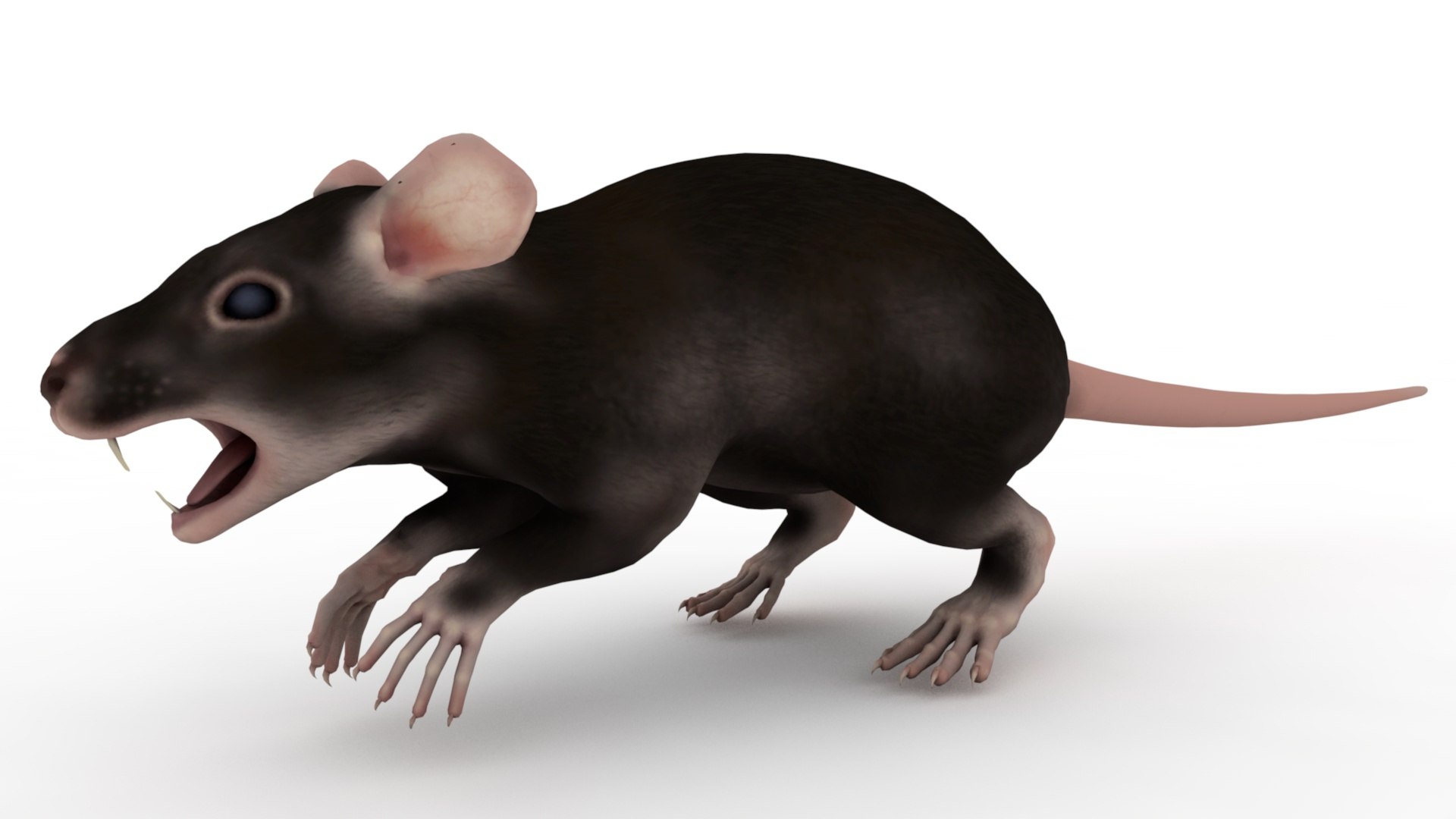 3D Black Rat Model - TurboSquid 2023521