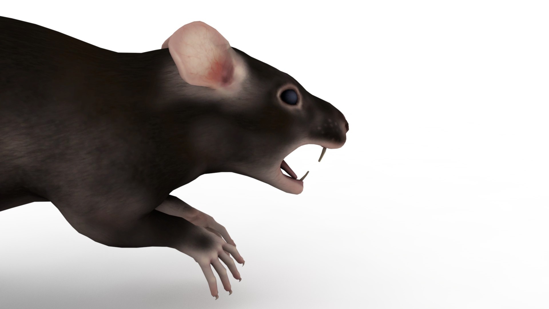 3D Black Rat Model - TurboSquid 2023521