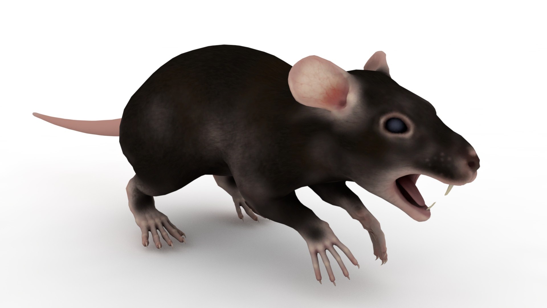 3D Black Rat Model - TurboSquid 2023521