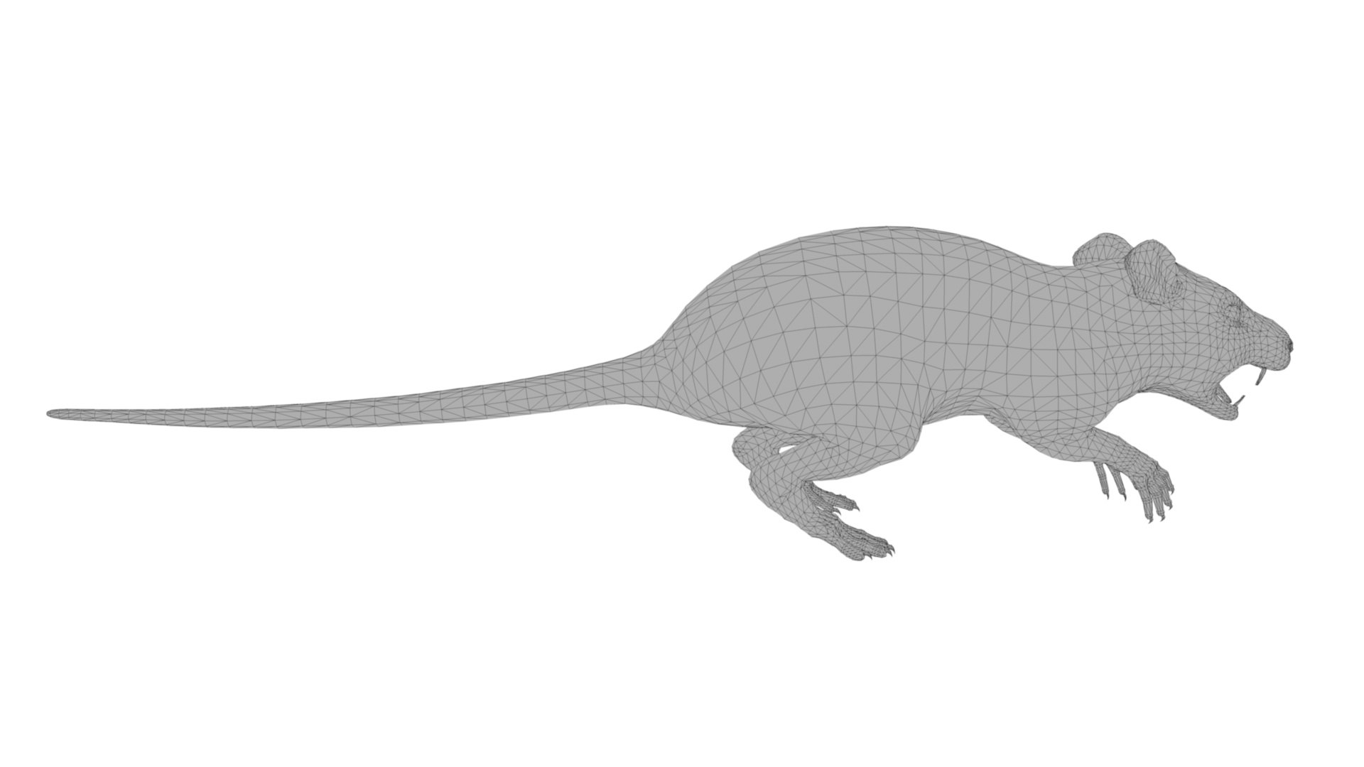 3D Black Rat Model - TurboSquid 2023521