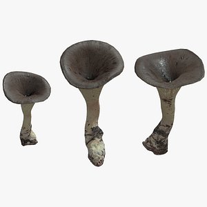 Black Trumpet Mushroom Low Poly 3D