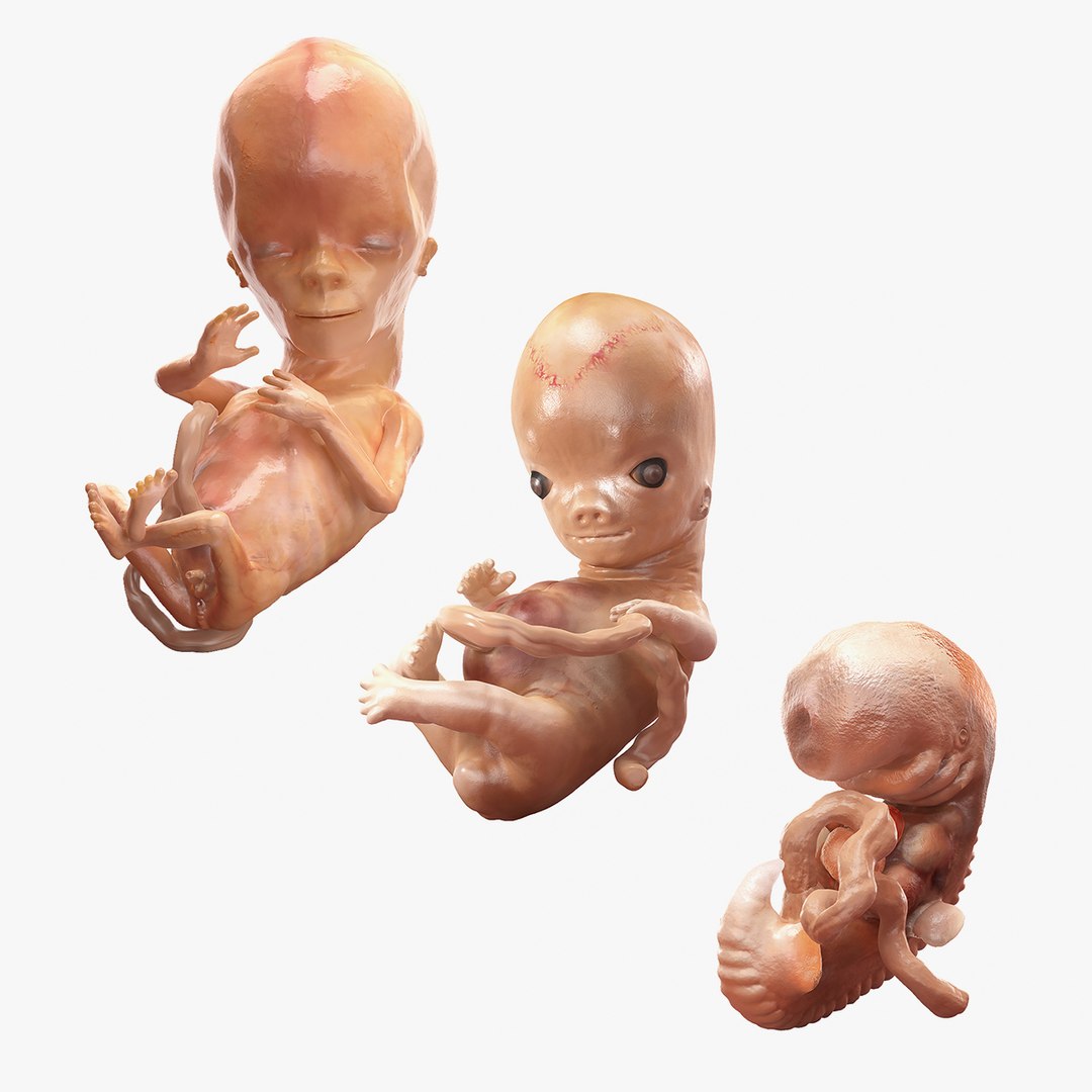 First Trimester Human Embryos Collection 3D model preview