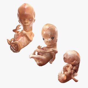trimester human embryos 3D model