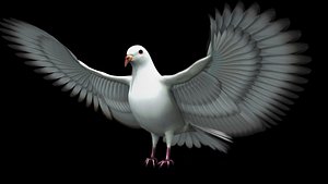 3D model white dove rig model