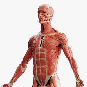 3D Human Male Muscular System