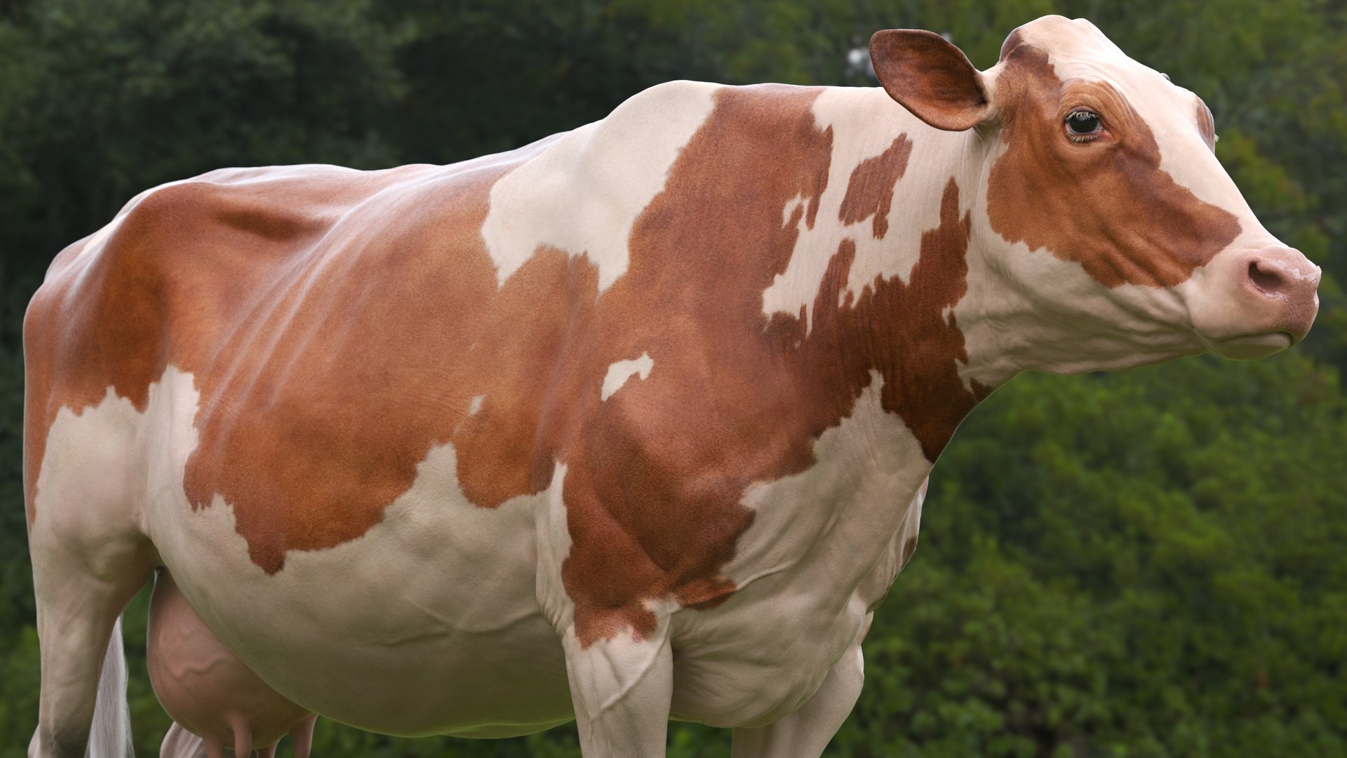 bull head realistic 3D model https://p.turbosquid.com/ts-thumb/7a/SOzZ41/6h/8/jpg/1610628829/1920x1080/fit_q87/4efc291515fbfed465baf277c9c810b95ef1352f/8.jpg