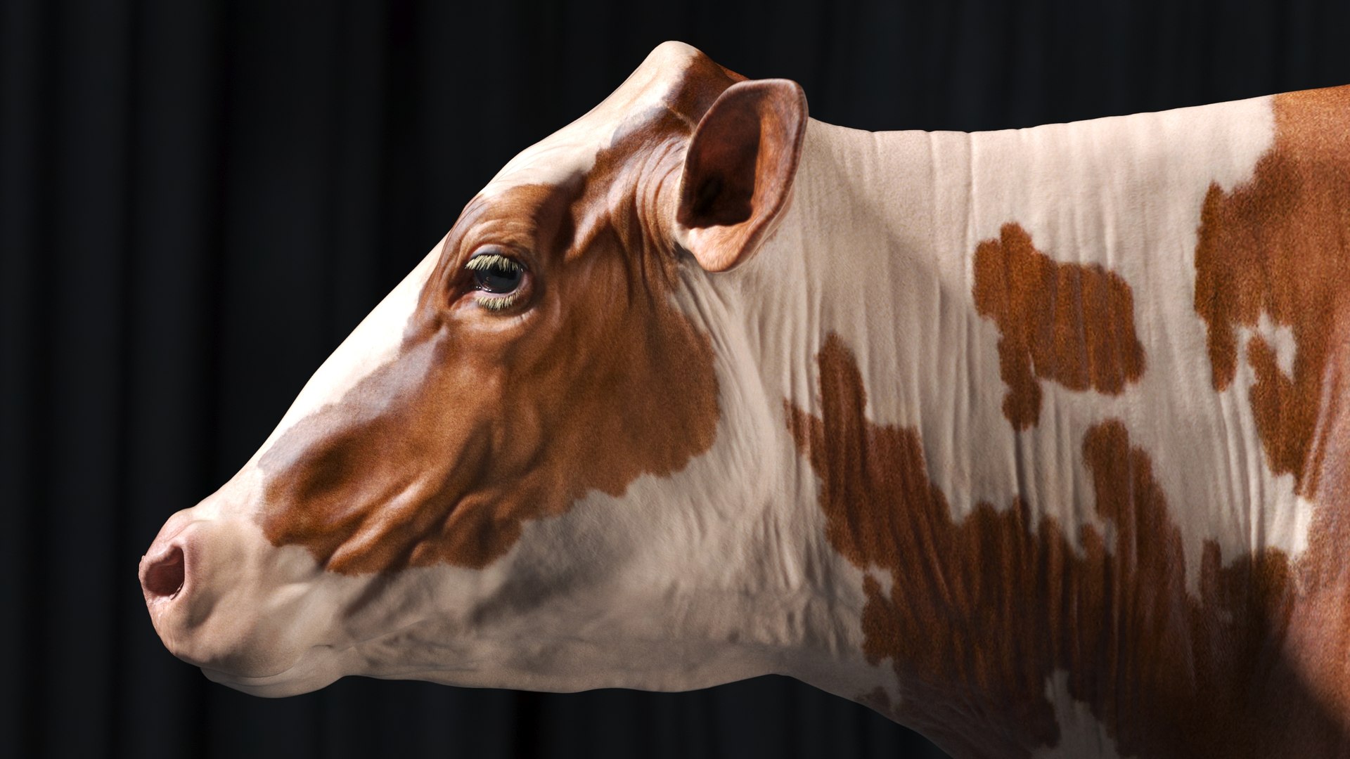 bull head realistic 3D model https://p.turbosquid.com/ts-thumb/7a/SOzZ41/LQ/2/jpg/1610629152/1920x1080/fit_q87/d7b5b16902ef7fd6a872b5537fb73d08b1e96647/2.jpg