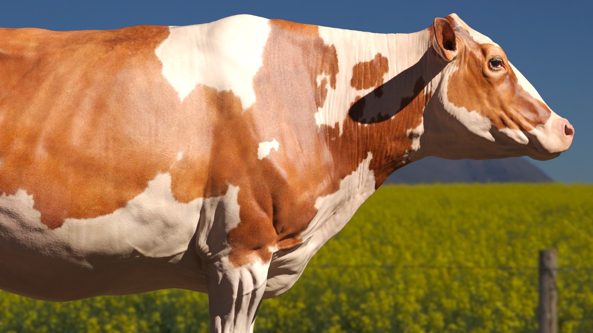 bull head realistic 3D model https://p.turbosquid.com/ts-thumb/7a/SOzZ41/RO/10/jpg/1610628820/1920x1080/fit_q87/c9f903dd9b8b4bcf657c076c329d26f5b29fa3bc/10.jpg