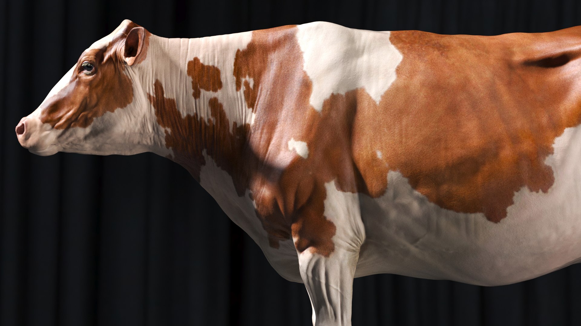 bull head realistic 3D model https://p.turbosquid.com/ts-thumb/7a/SOzZ41/bp/3/jpg/1610629153/1920x1080/fit_q87/92b7da3afad83c07690b64ed47200412844fedf7/3.jpg