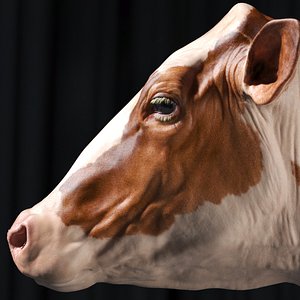 Cow Dairy Brown Realistic Zbrush