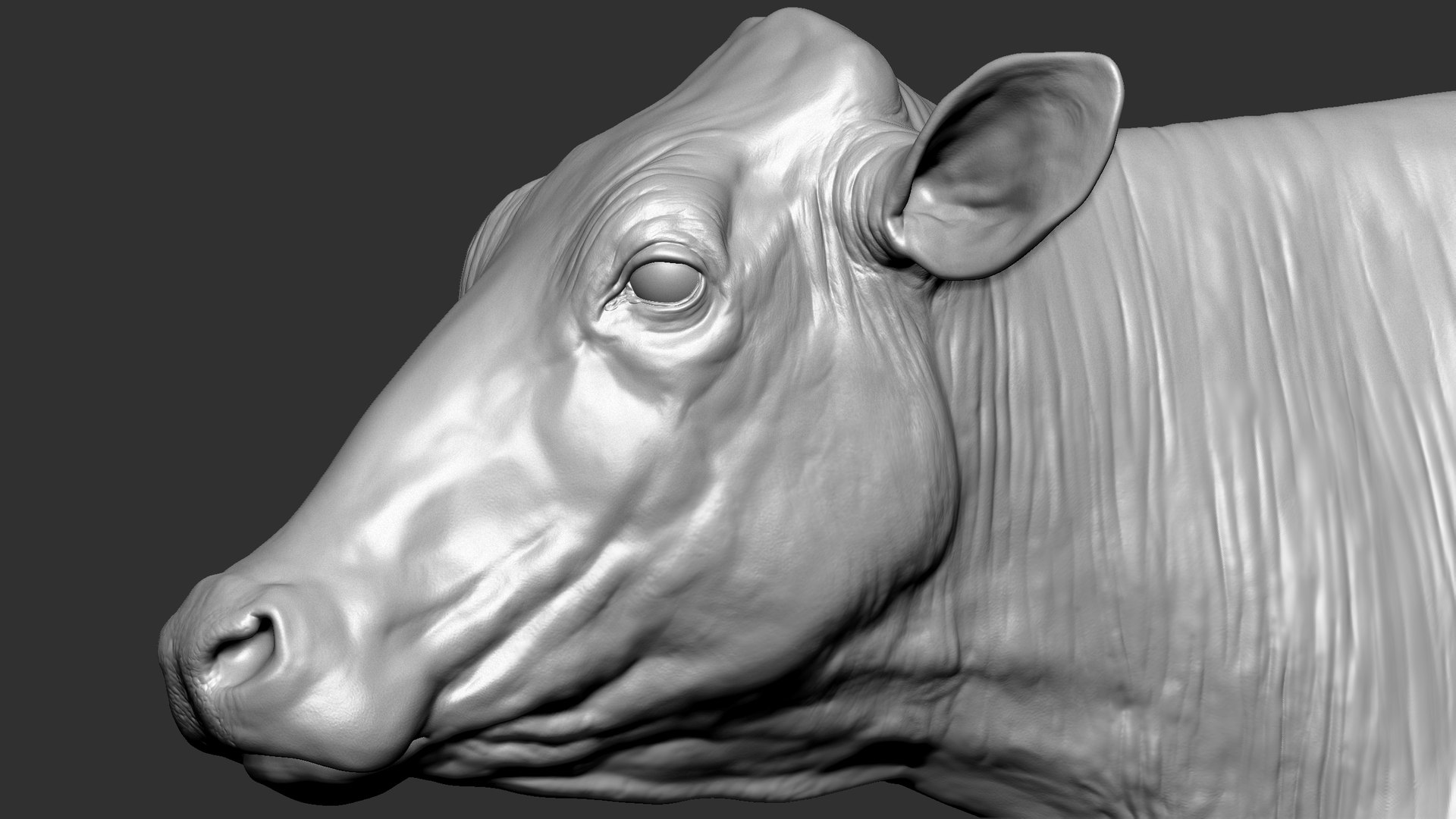 bull head realistic 3D model https://p.turbosquid.com/ts-thumb/7a/SOzZ41/nu/52/jpg/1610629355/1920x1080/fit_q87/21da770ebe8858c7e9859416d9fe5d1832e61c7e/52.jpg