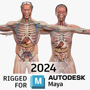 3D MAYA RIGGED  Complete Male  Female Anatomy PACK V7 model