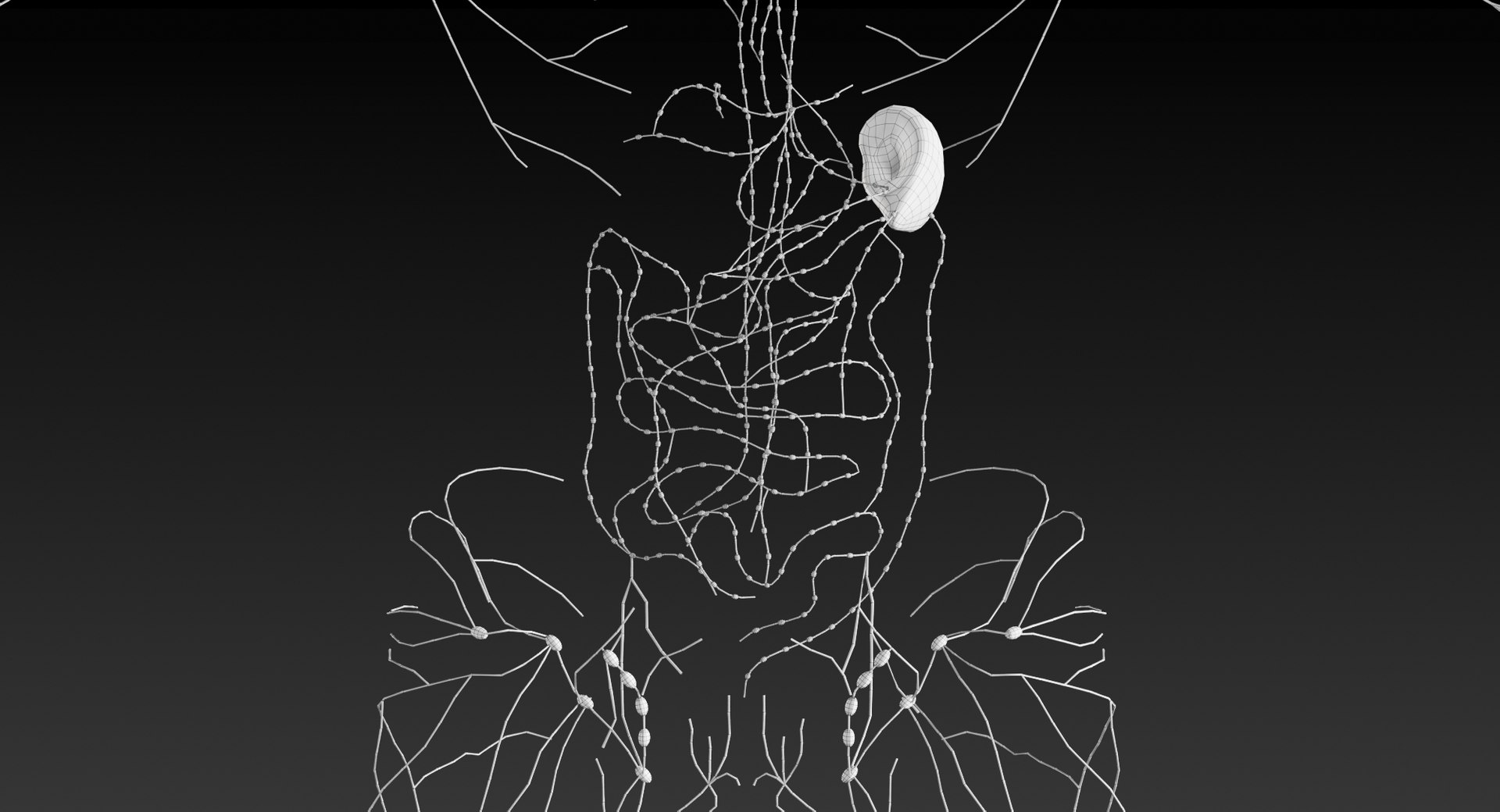 realistic lymphatic model https://p.turbosquid.com/ts-thumb/7a/XD9w1h/0UAhbp3S/_view09/jpg/1559293076/1920x1080/fit_q87/b343794ecc2c35076a8581ac0834aed4630daa9a/_view09.jpg