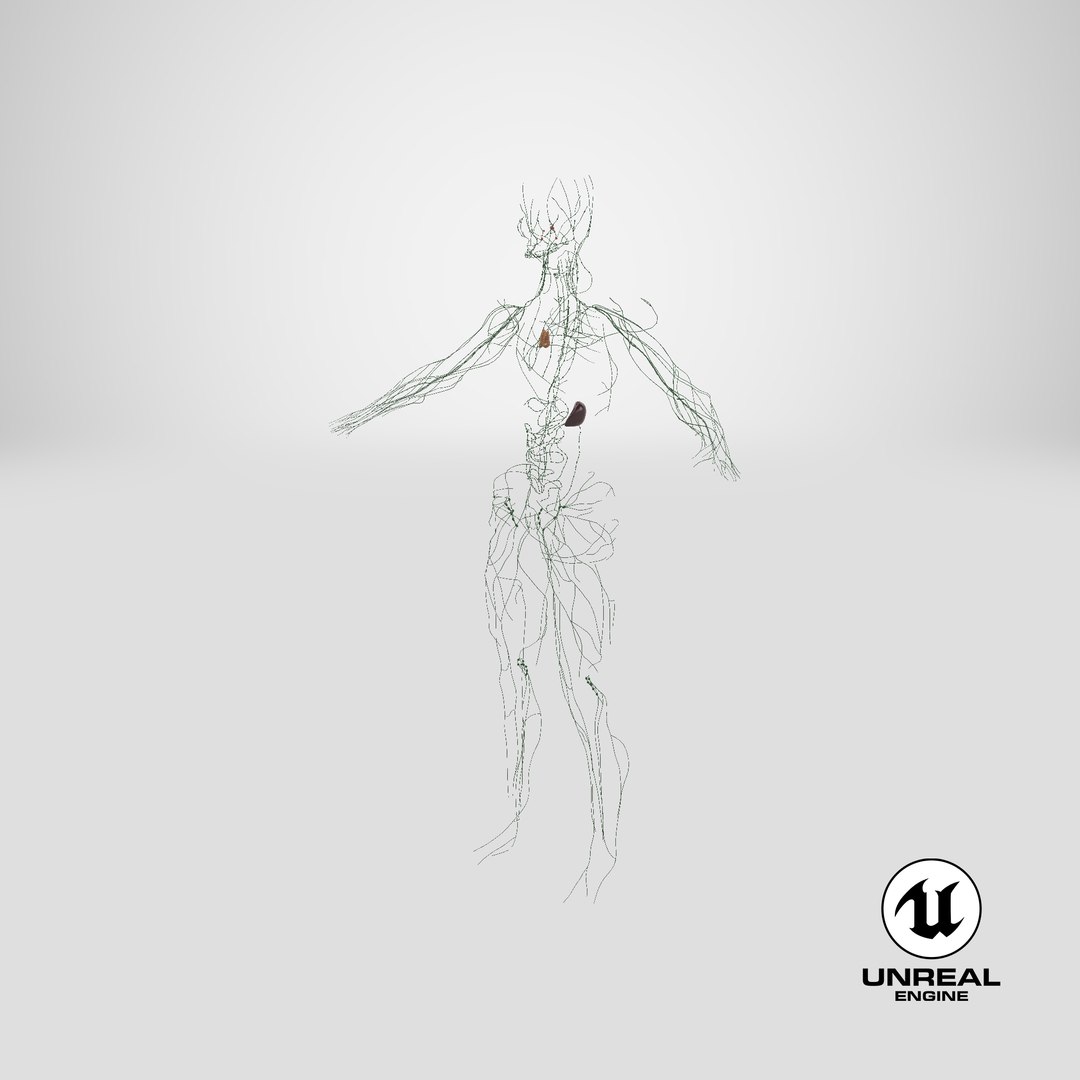 realistic lymphatic model https://p.turbosquid.com/ts-thumb/7a/XD9w1h/CXvWhRfC/stemcell_unreal_render/png/1560537009/1920x1080/fit_q87/ee0d1a638f9b869d897eff52200d4ffe8e1409b8/stemcell_unreal_render.jpg