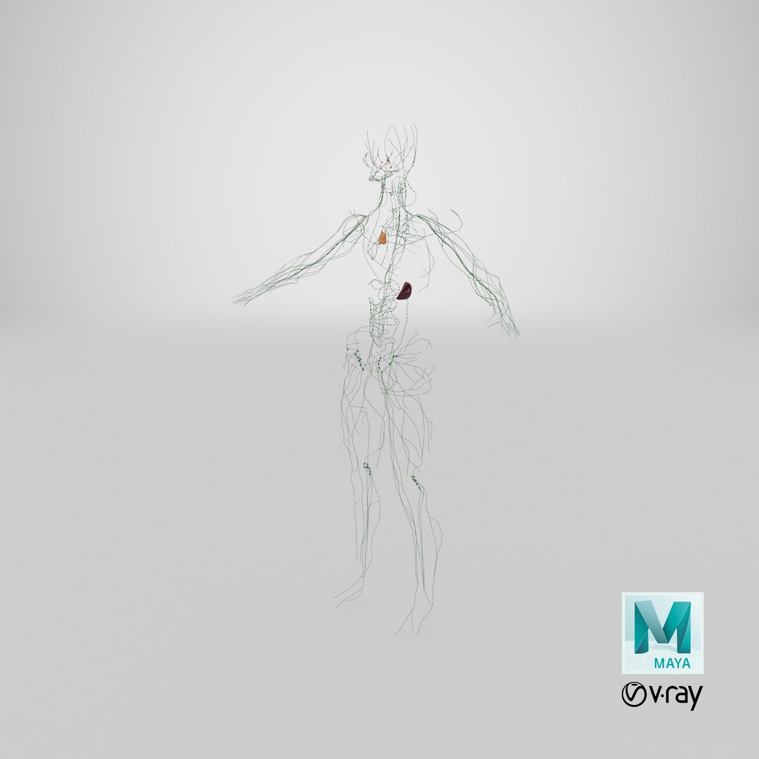realistic lymphatic model https://p.turbosquid.com/ts-thumb/7a/XD9w1h/KSHQlTy8/stemcell_maya_vray_render/png/1560536996/1920x1080/fit_q87/c94b9bba948beaba64d496dd3515696d1f9c8d3d/stemcell_maya_vray_render.jpg
