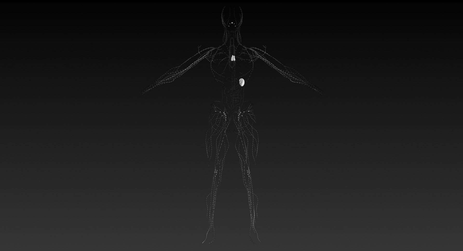 realistic lymphatic model https://p.turbosquid.com/ts-thumb/7a/XD9w1h/blImgW7B/si_20000/jpg/1559293076/1920x1080/fit_q87/bbb10ee0d4beca85ba4724334763da55458b33d5/si_20000.jpg
