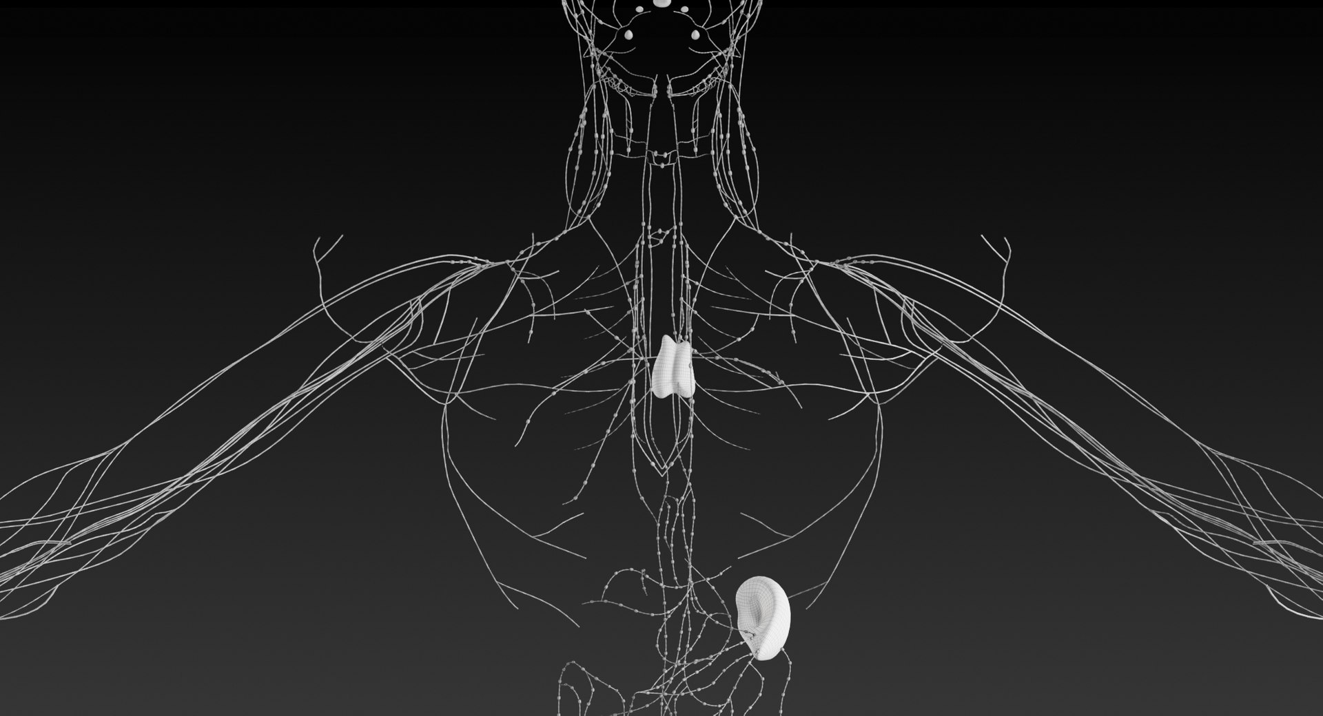 realistic lymphatic model https://p.turbosquid.com/ts-thumb/7a/XD9w1h/gSAhNqvU/_view08/jpg/1559293127/1920x1080/fit_q87/baa2b6c3bb2731047b3cc146028475745880edc2/_view08.jpg