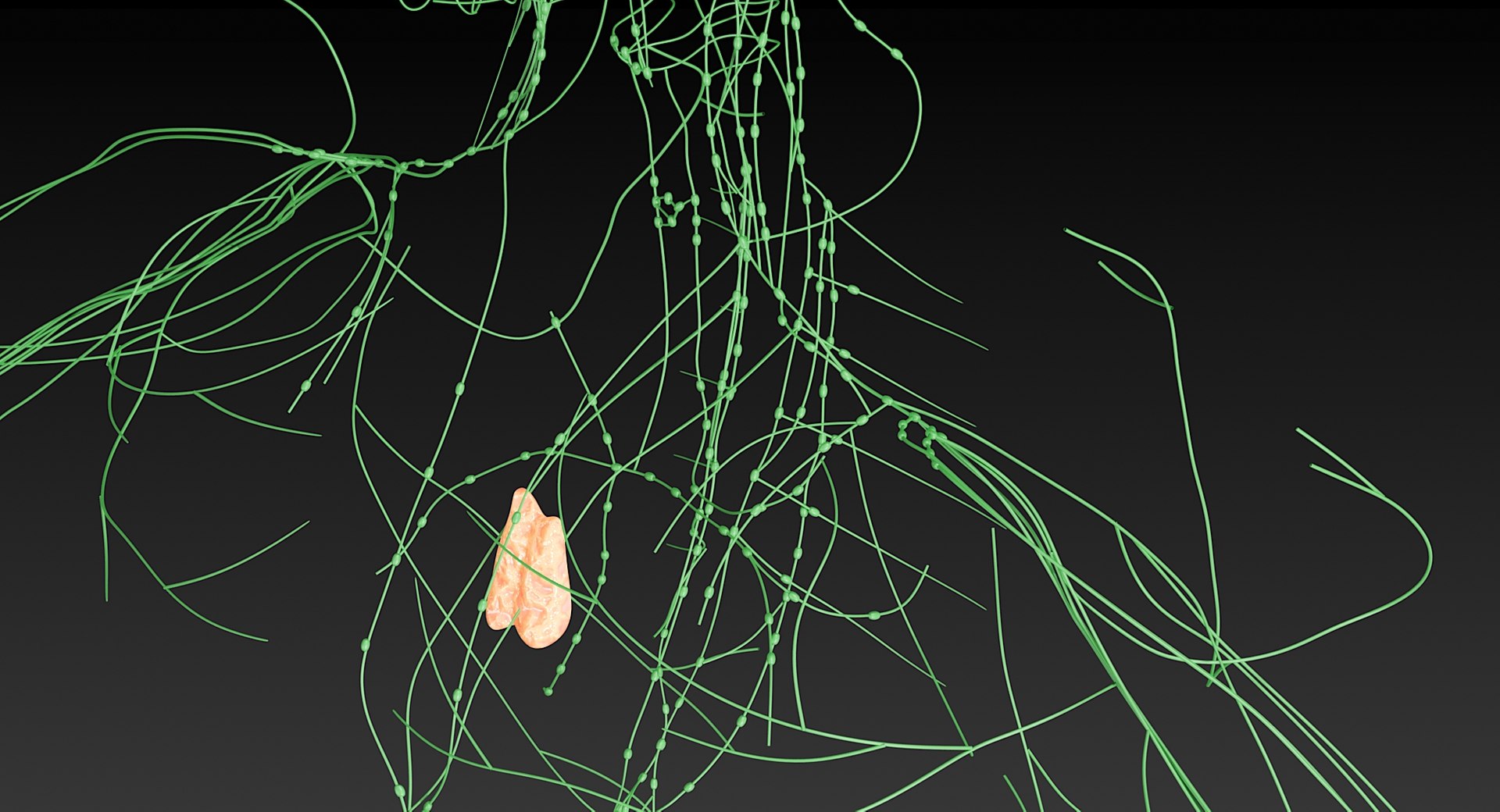 realistic lymphatic model https://p.turbosquid.com/ts-thumb/7a/XD9w1h/gqyIUaRP/_view17/jpg/1559292805/1920x1080/fit_q87/c043685f5423d937e5cb787544a8954bf026563b/_view17.jpg